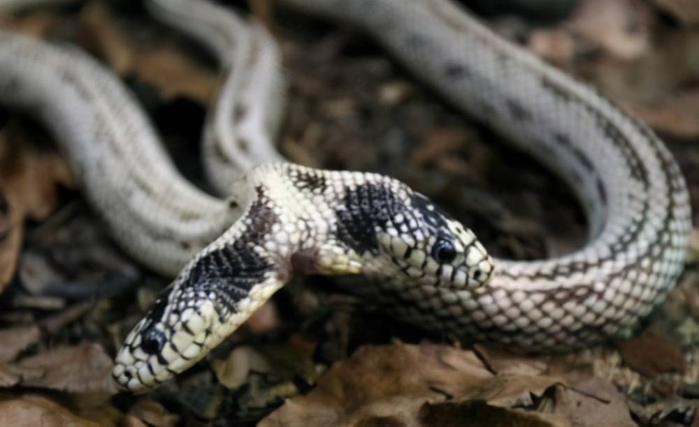 原创山西发现双头蛇专家说可能是人类引发了它变异