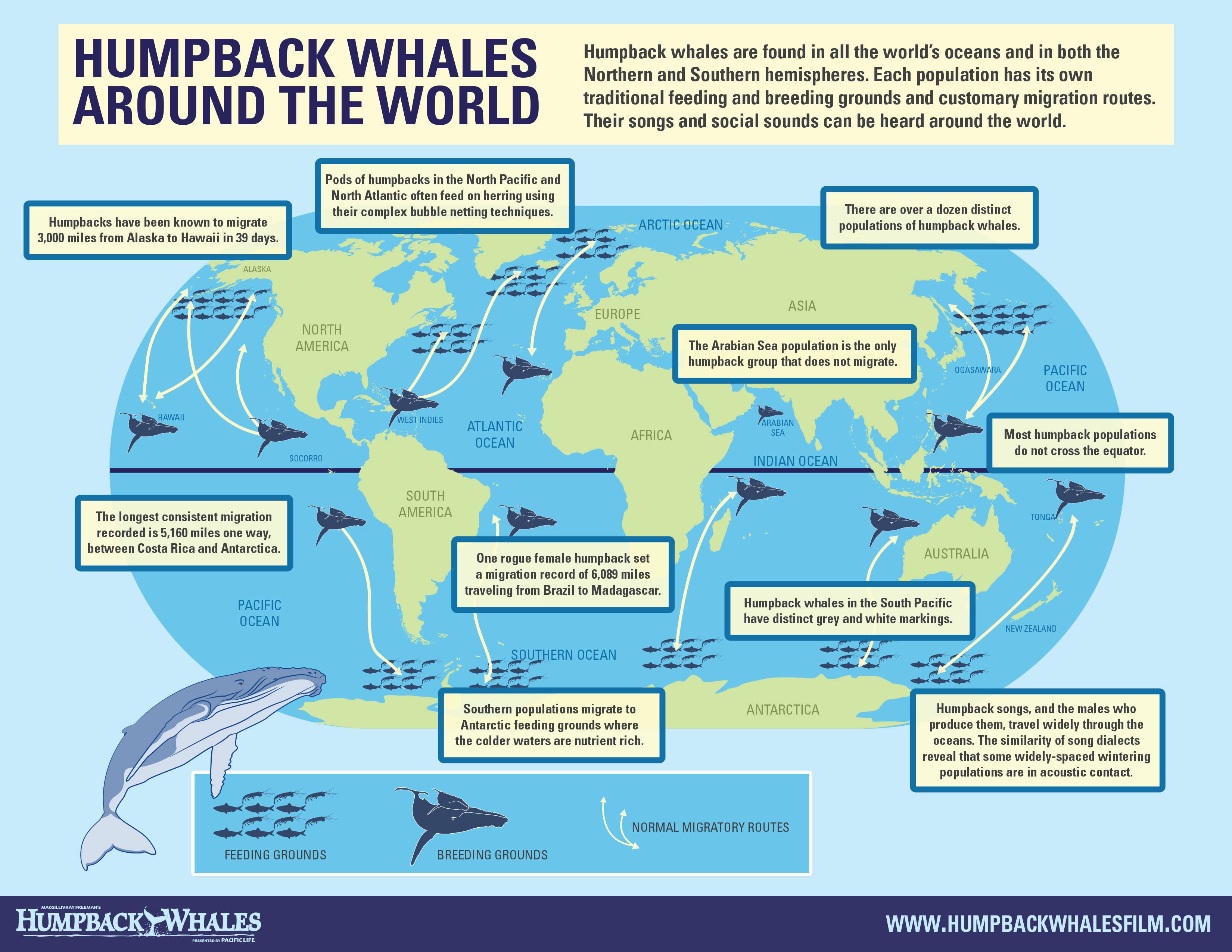 也许真不久的未来还能恢复二十世纪初蓝鲸的种群数量,当然这只是一个