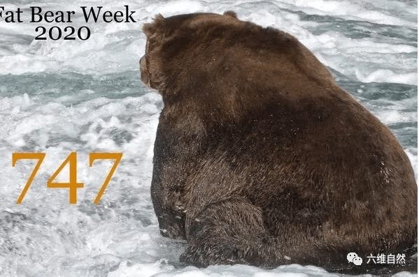 原创美一头棕熊成为年度最胖熊体重达635公斤像挺着啤酒肚