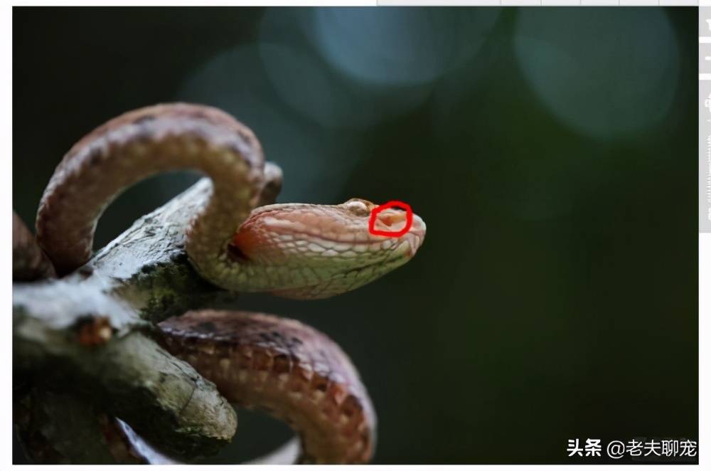 响尾蛇vs五步蛇图片