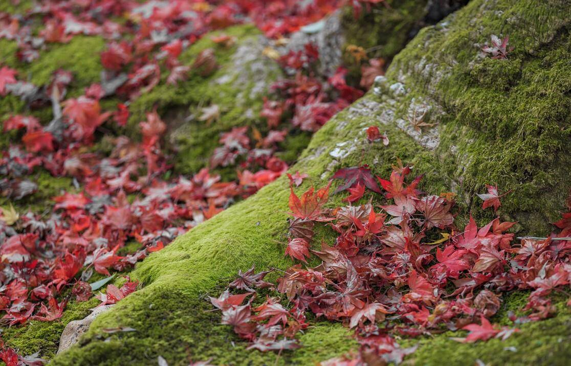 看看唐诗六首中的青苔落叶 红叶青苔地 白露湿青苔 白居易 元稹 因为