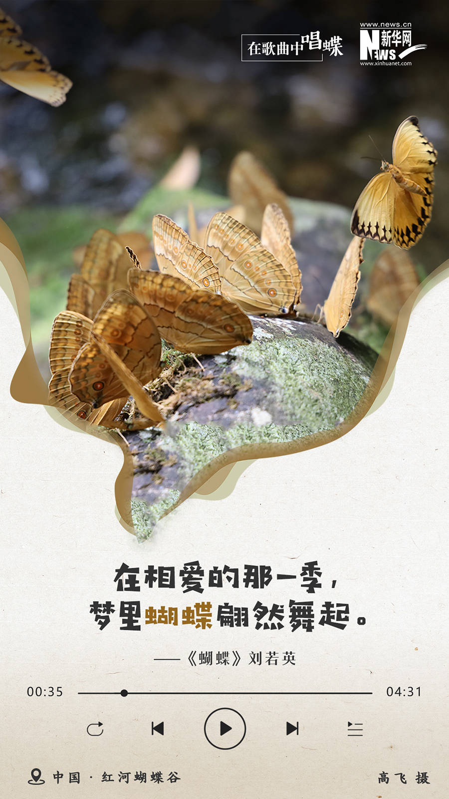 创意海报|在歌曲中唱蝶:蝶舞如诗 美景如歌_蝴蝶谷_雪薇_刘奕