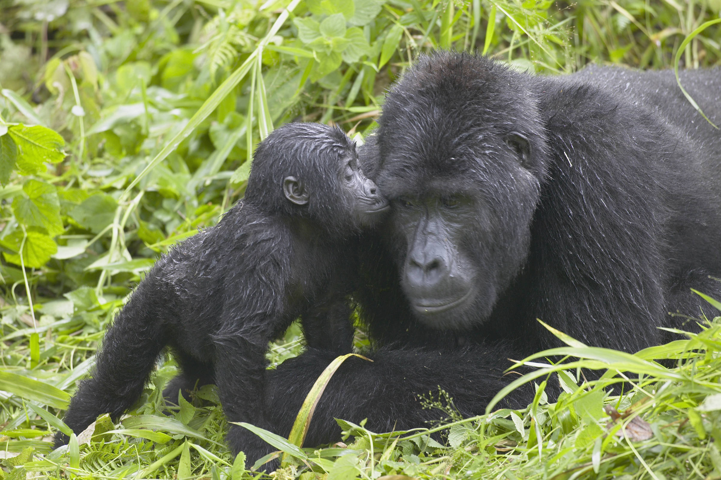 为什么大猩猩会濒危？幼年大猩猩长大太困难，13活不过3岁半