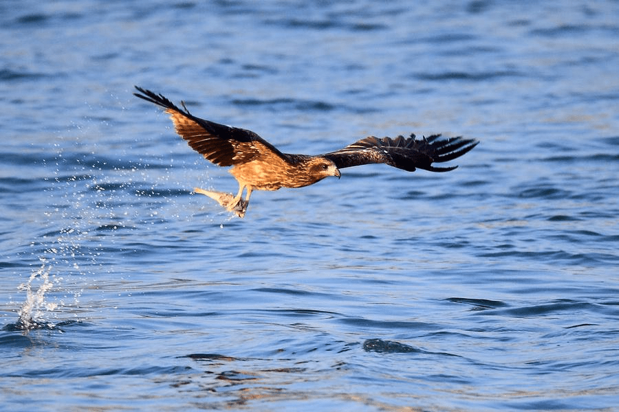 长江_生活_不祥之兆