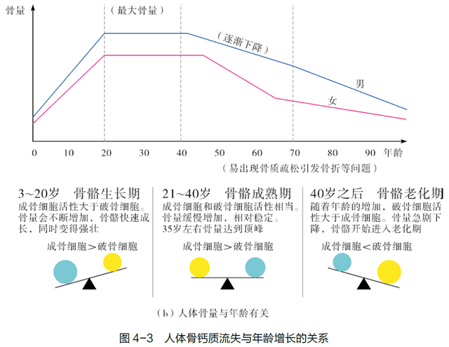 人体骨骼在不同年龄段的新陈代谢_骨质_过程_流失