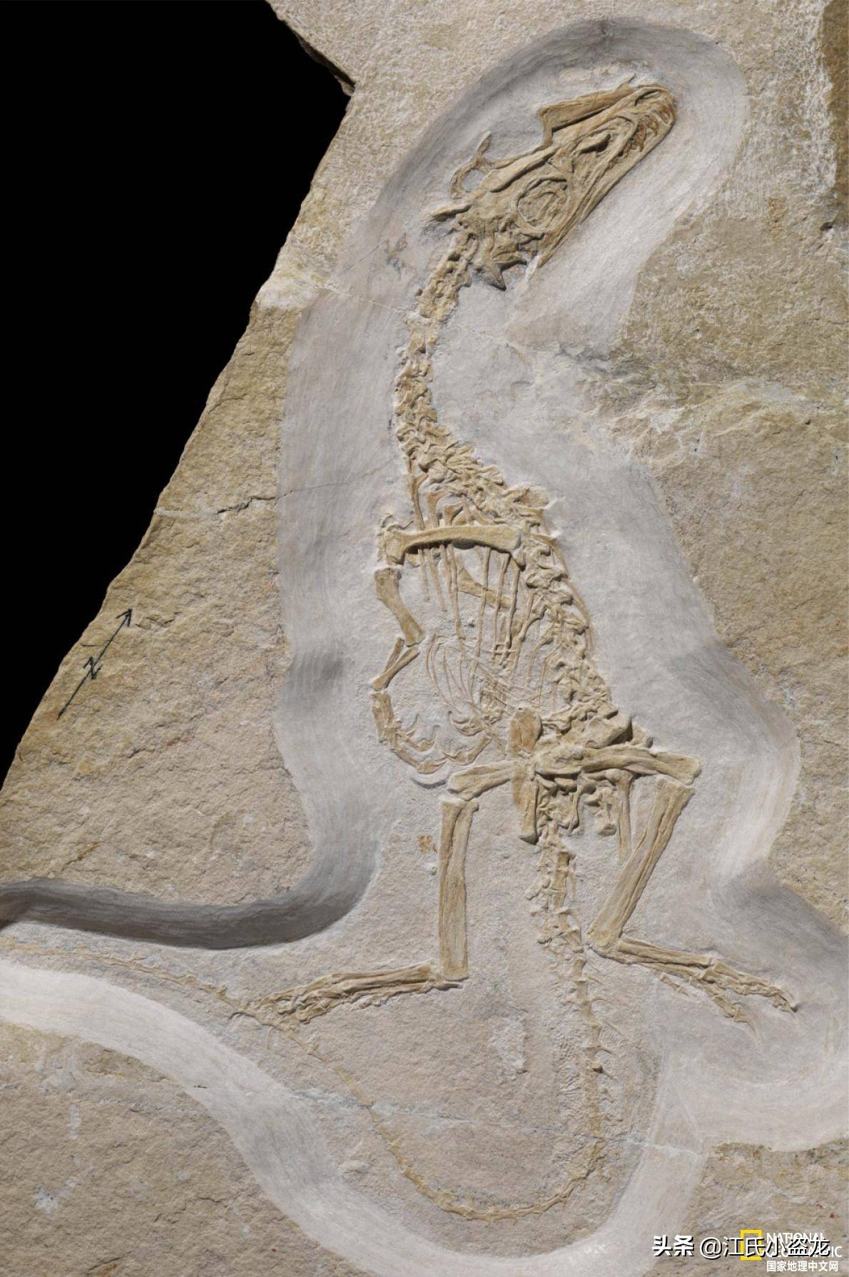 非洲猎龙化石图片