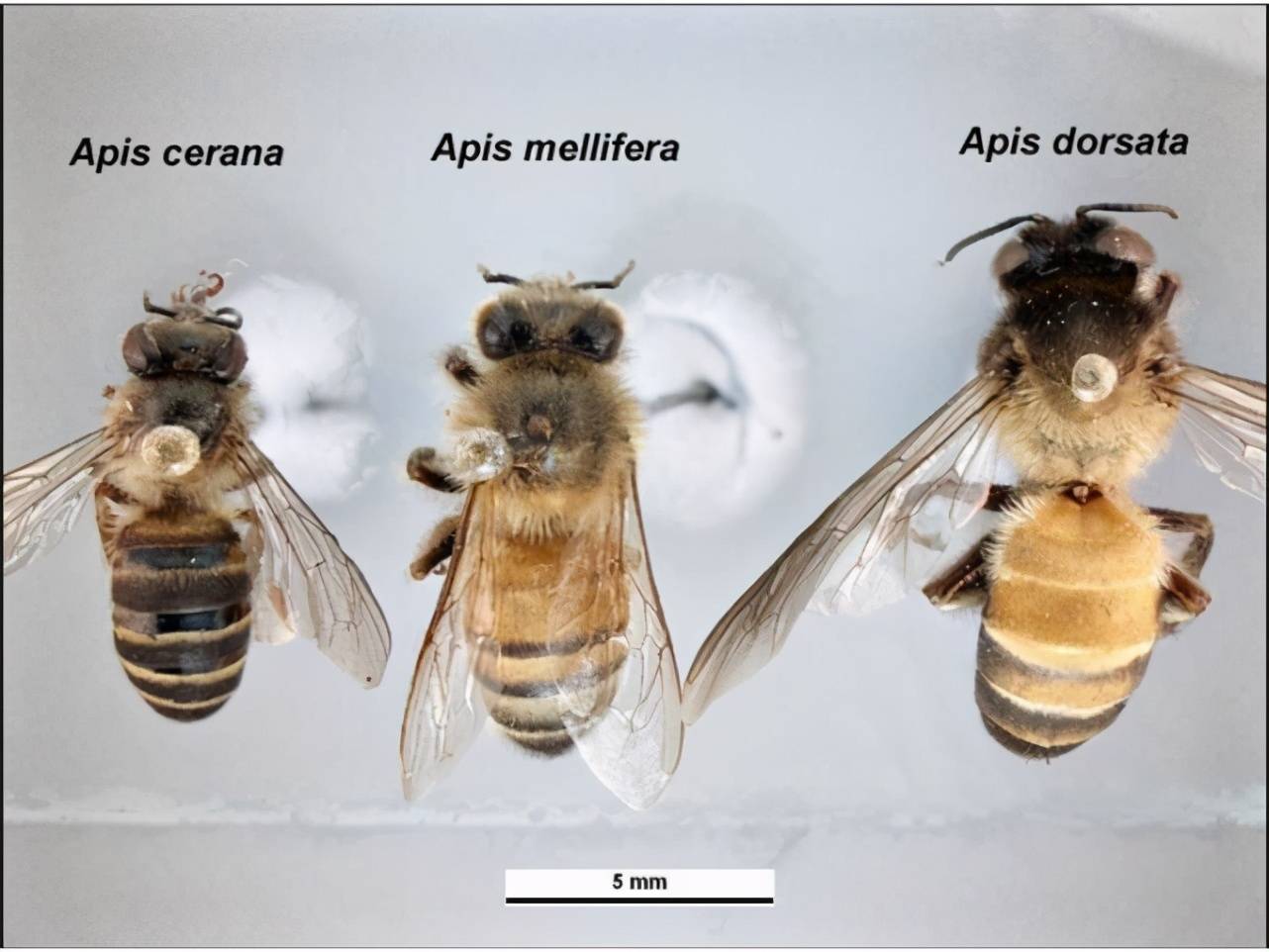 原创第一张蜜蜂分布世界地图公布填补了知识空白也让科学家吃惊了