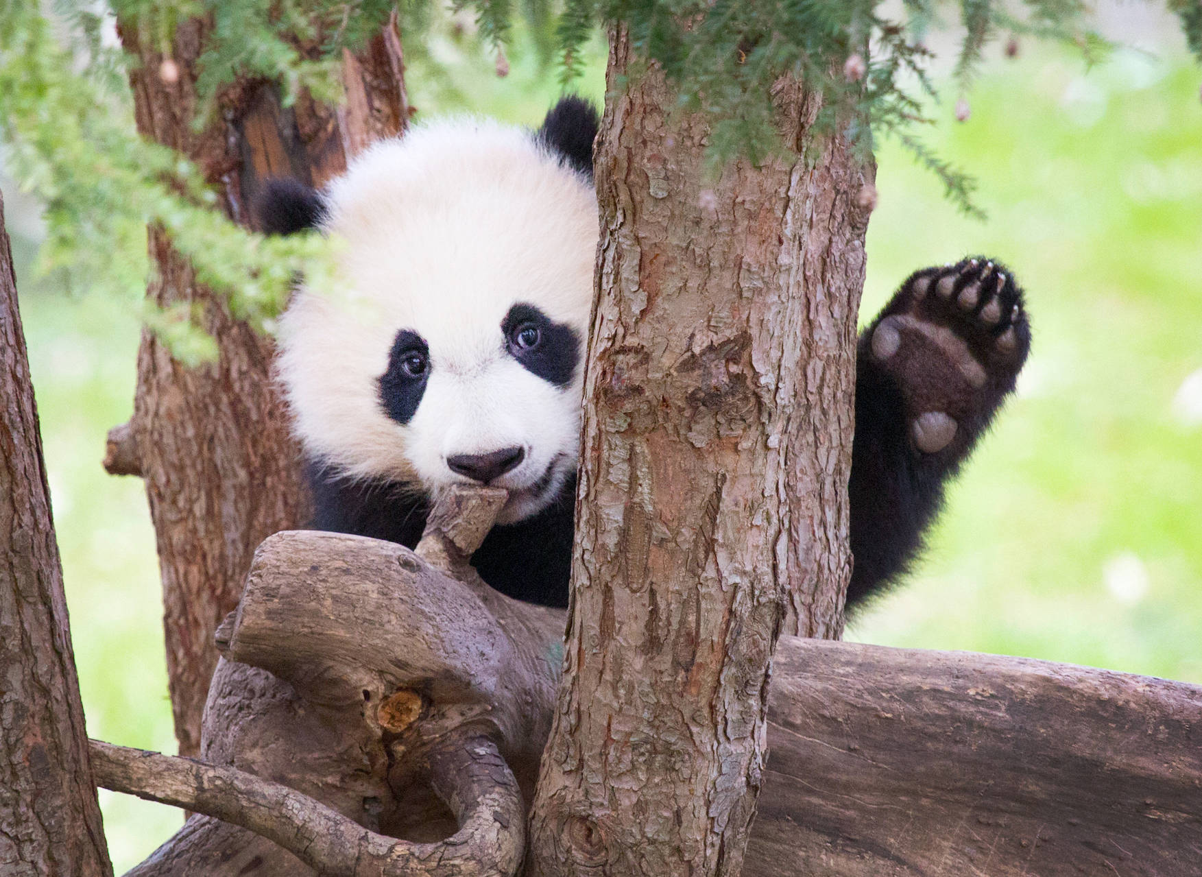 明明是食肉動物,卻吃了幾百萬年竹子,大熊貓到底圖個啥?