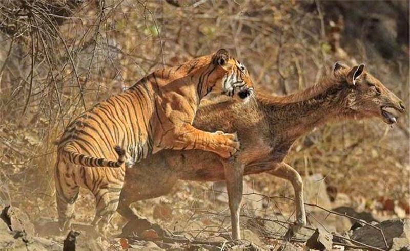 因为老虎捕猎的时候,一些动物都是惊叫着慌不择路撒开腿就跑,而老虎