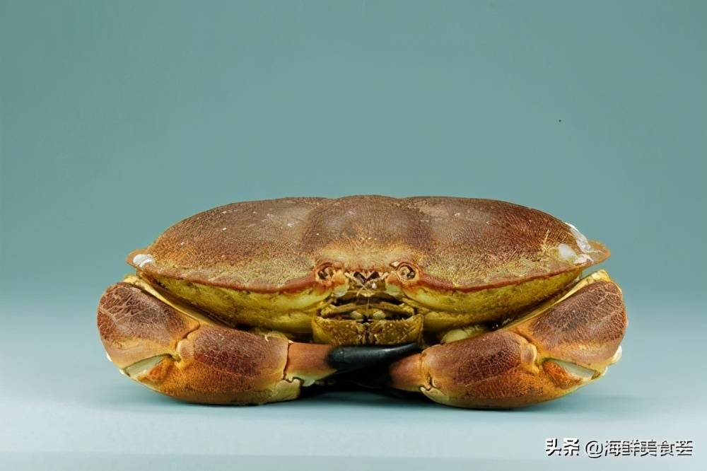全球常见的螃蟹大全你认识几种帝王蟹和皇帝蟹真的不一样