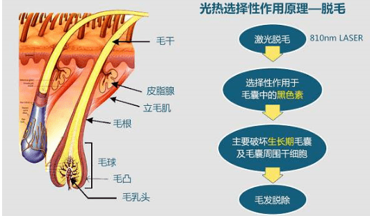 體毛變粗密是刮出來的不是這個原因