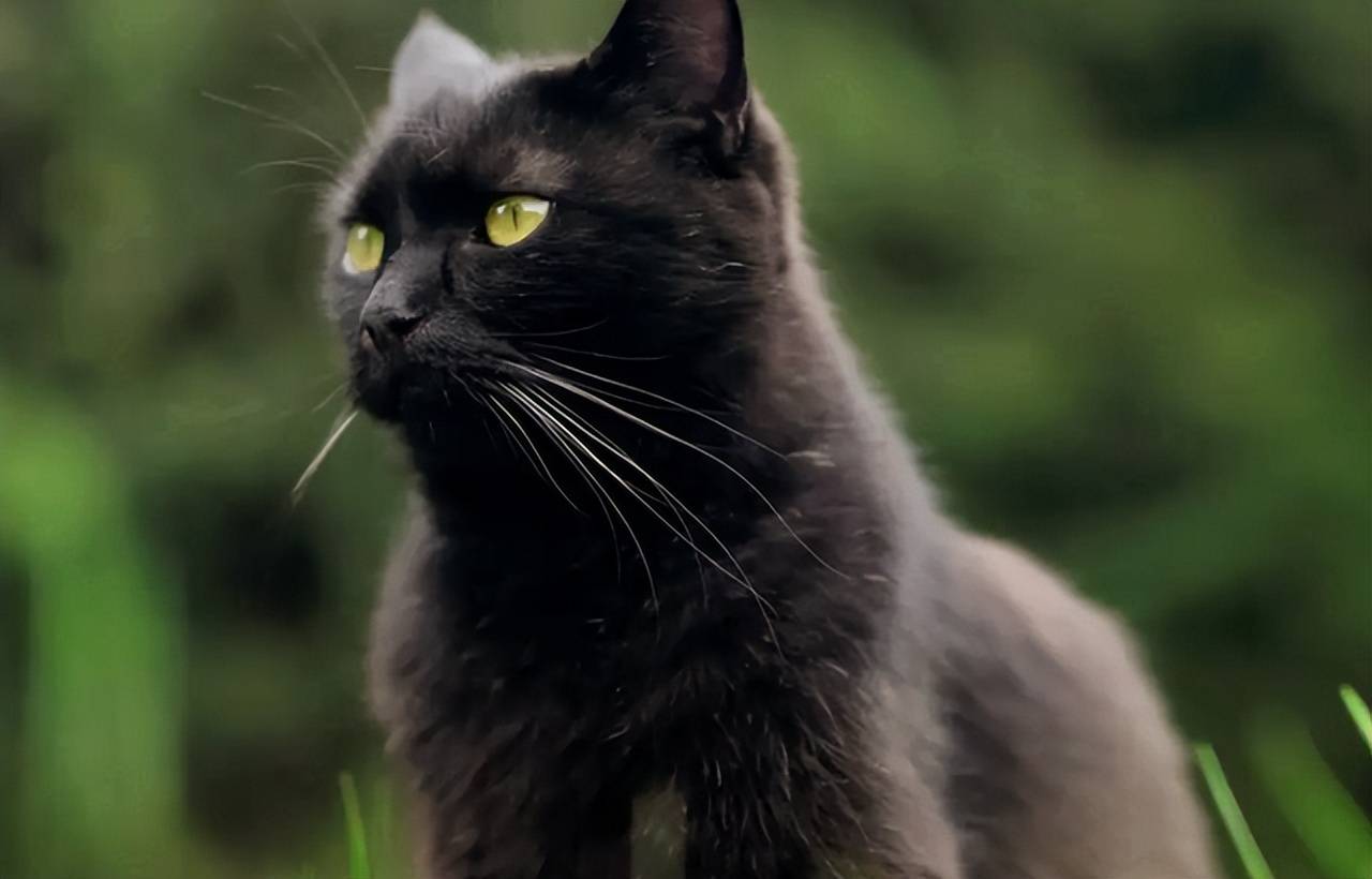 民间故事 农夫救了一只黑猫 夜里黑猫托梦 等你孩子出生宰了我 吴昌恒 那只 妻子