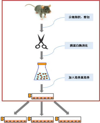 细胞的原代培养以及传代培养之间的关系是什么呢?