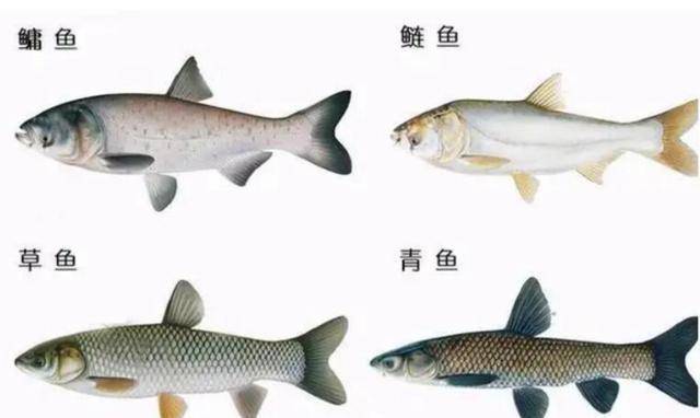 罗非鱼_胡子_发展