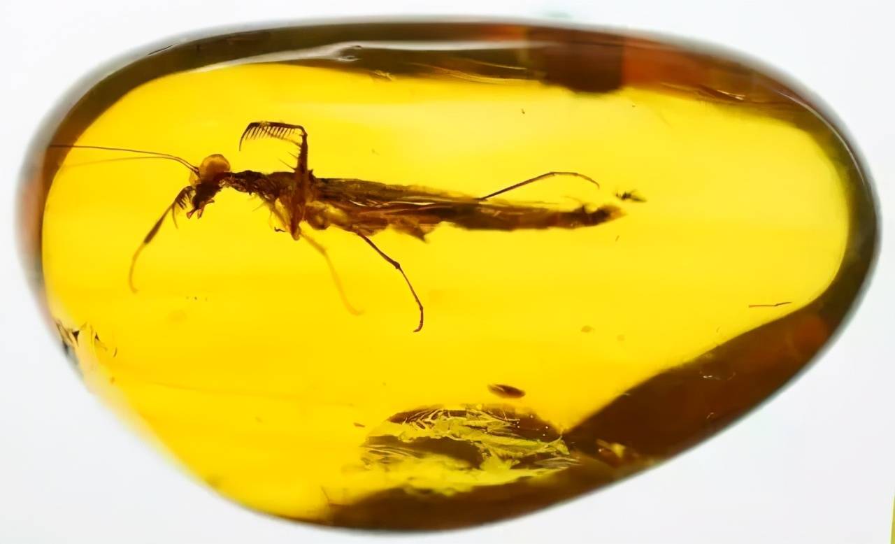 原创新鲜事琥珀中竟发现一亿年前灭绝的蜘蛛太震撼了