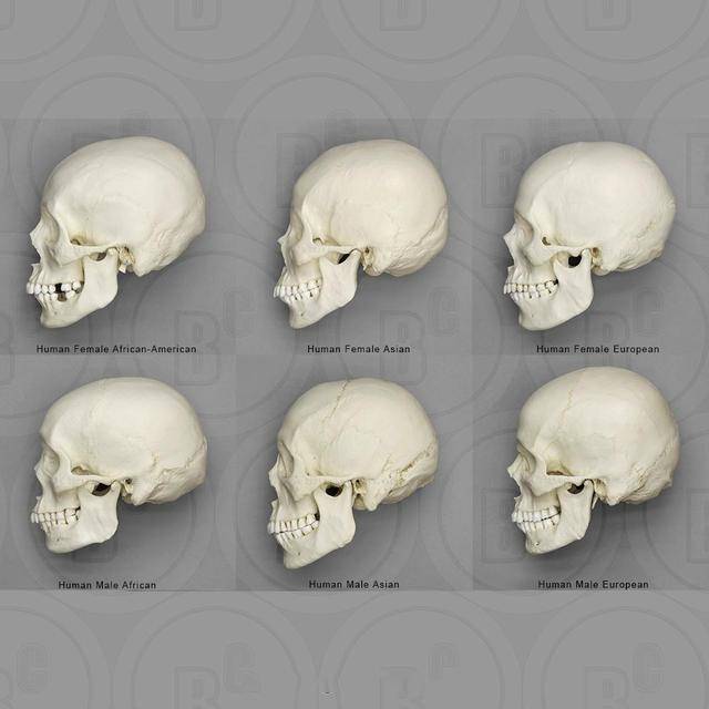 原创欧美人有206块骨头中国人却只有204块欧美人多个啥