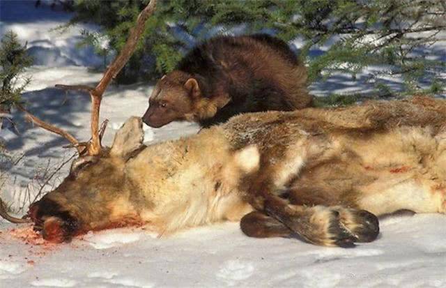 大兴安岭的狼獾