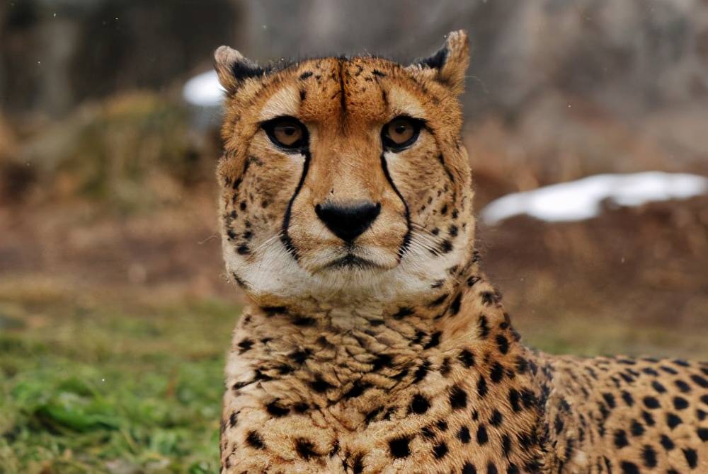 15个女孩在等待救援 目前无人受伤_豹子_阿萨姆邦_森林