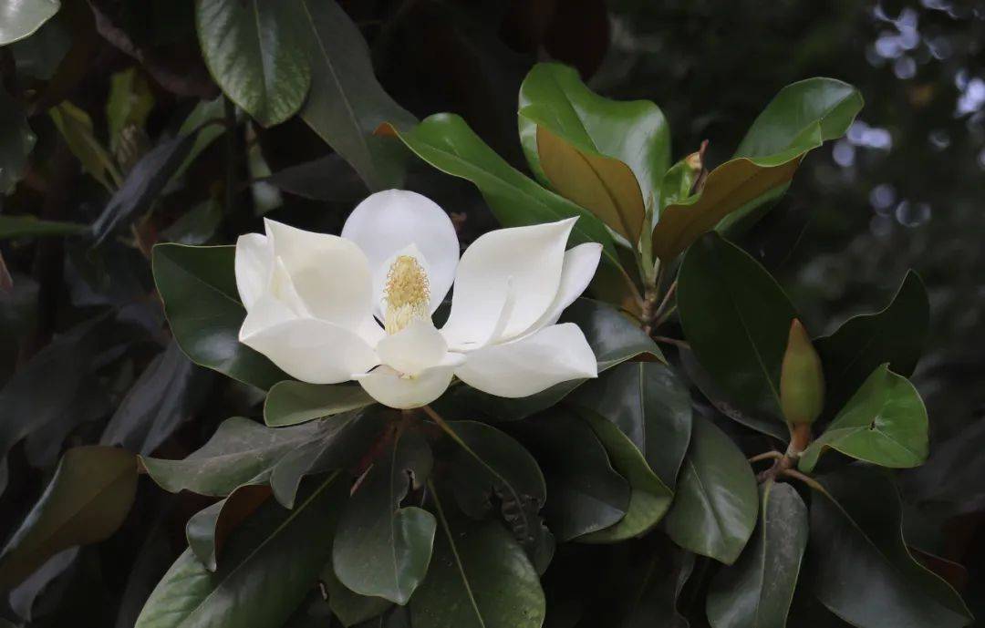 河南旅游：绿博花讯｜涨见识啦！“荷花”长在树上，瞧瞧