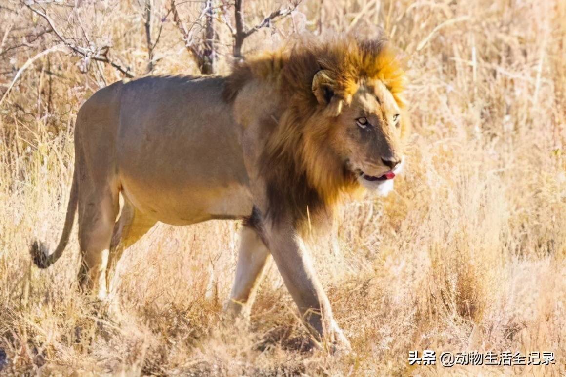 原创汤姆森雄狮联盟狮王受疾病困扰营地出手相救却好心办了坏事