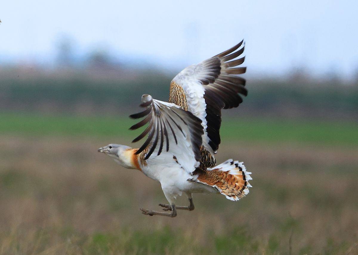 大鸨鸟炫耀式求偶交配,累到体重暴瘦,飞都飞不起来_机会_自然_鸟儿
