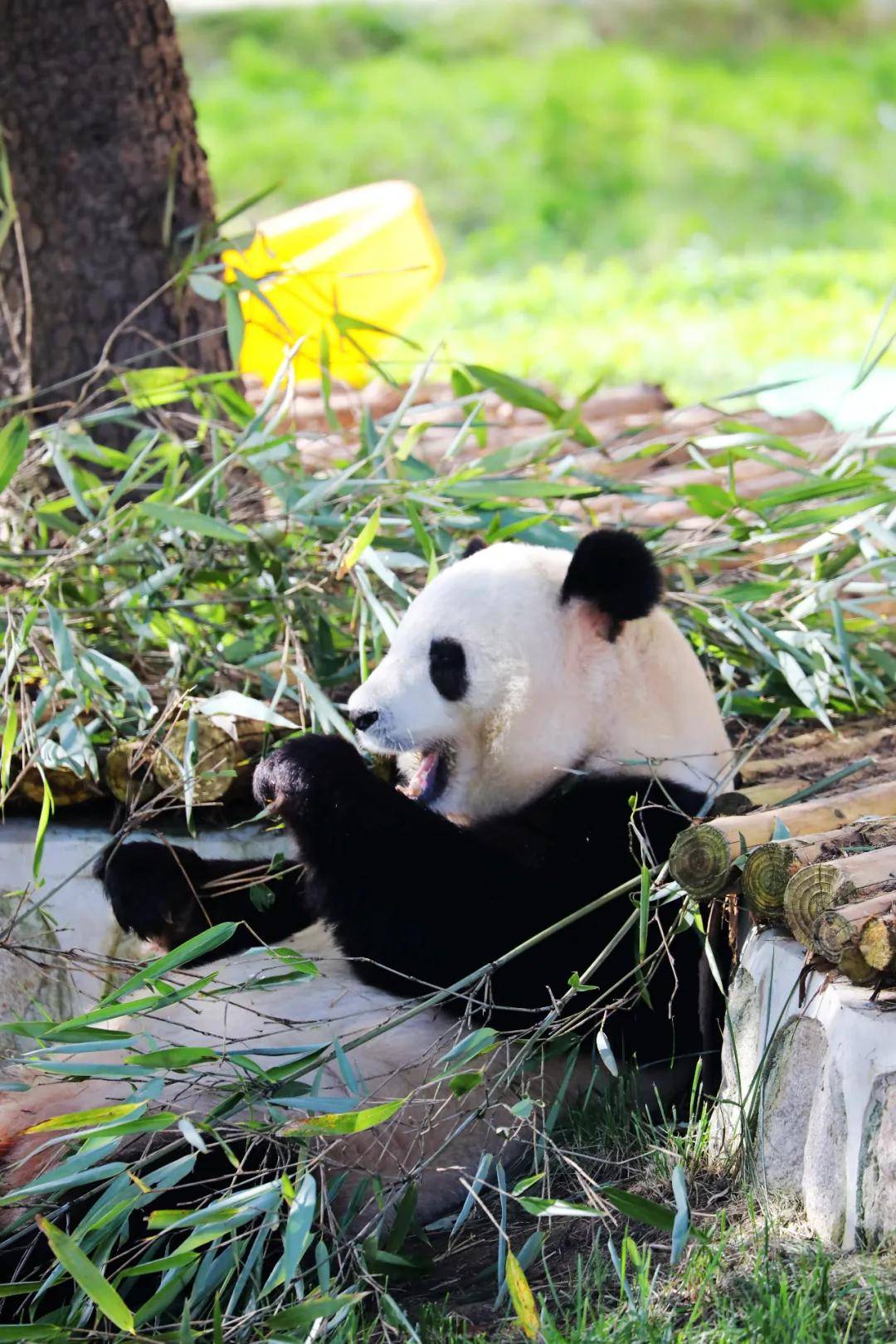 秦岭四川大熊猫对比照图片