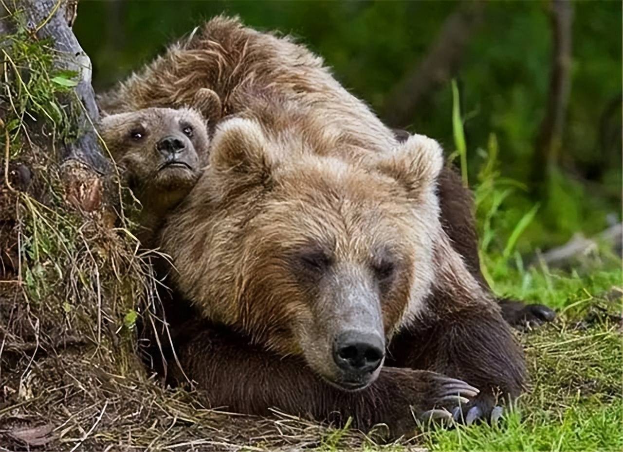 原创活活被石头砸死喜马拉雅棕熊奋力想攀上岩壁村民向它掷石头熊最后