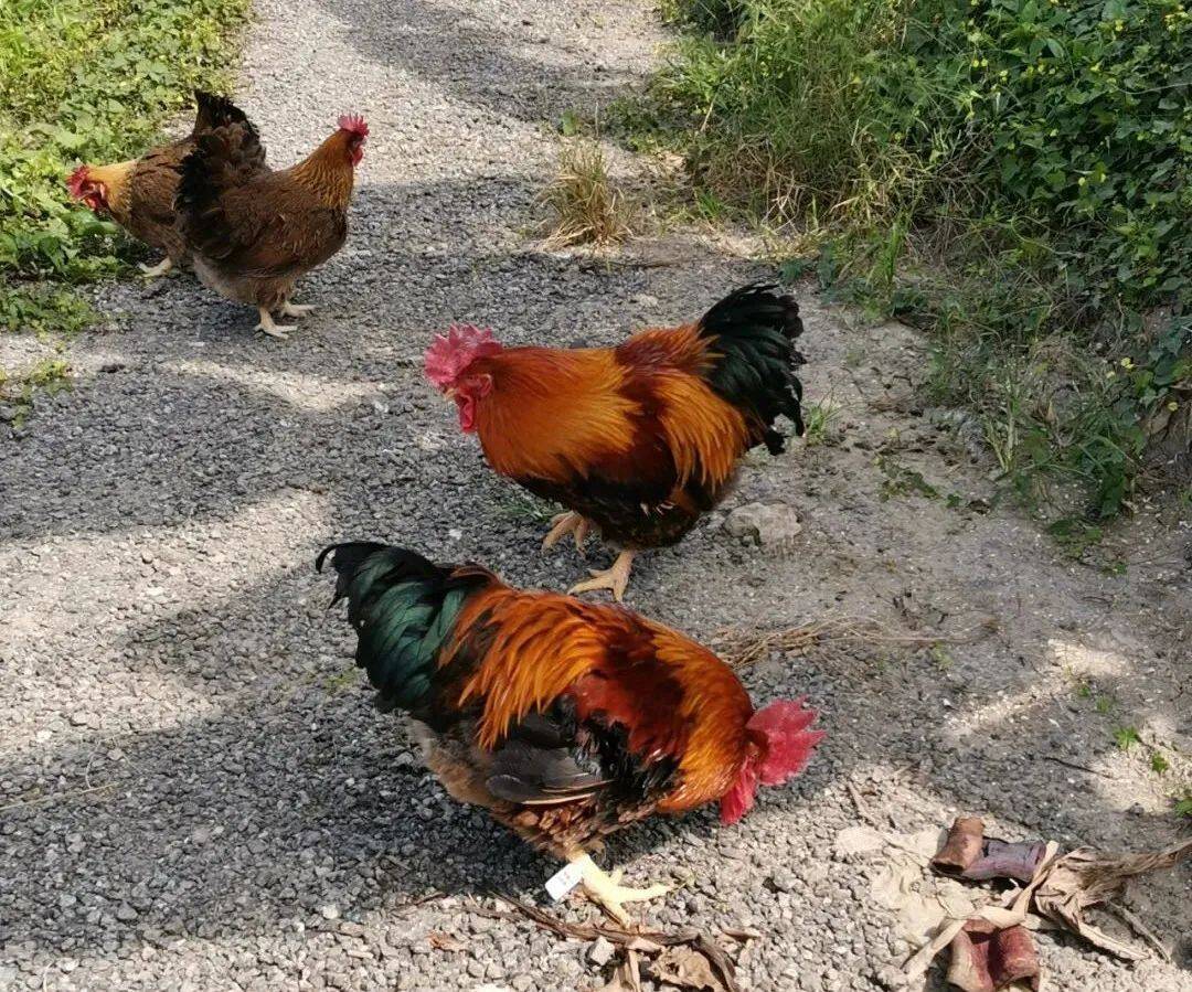 潮兴家禽优先做好沙栏鸡保种未来规划建设饲料厂屠宰厂等