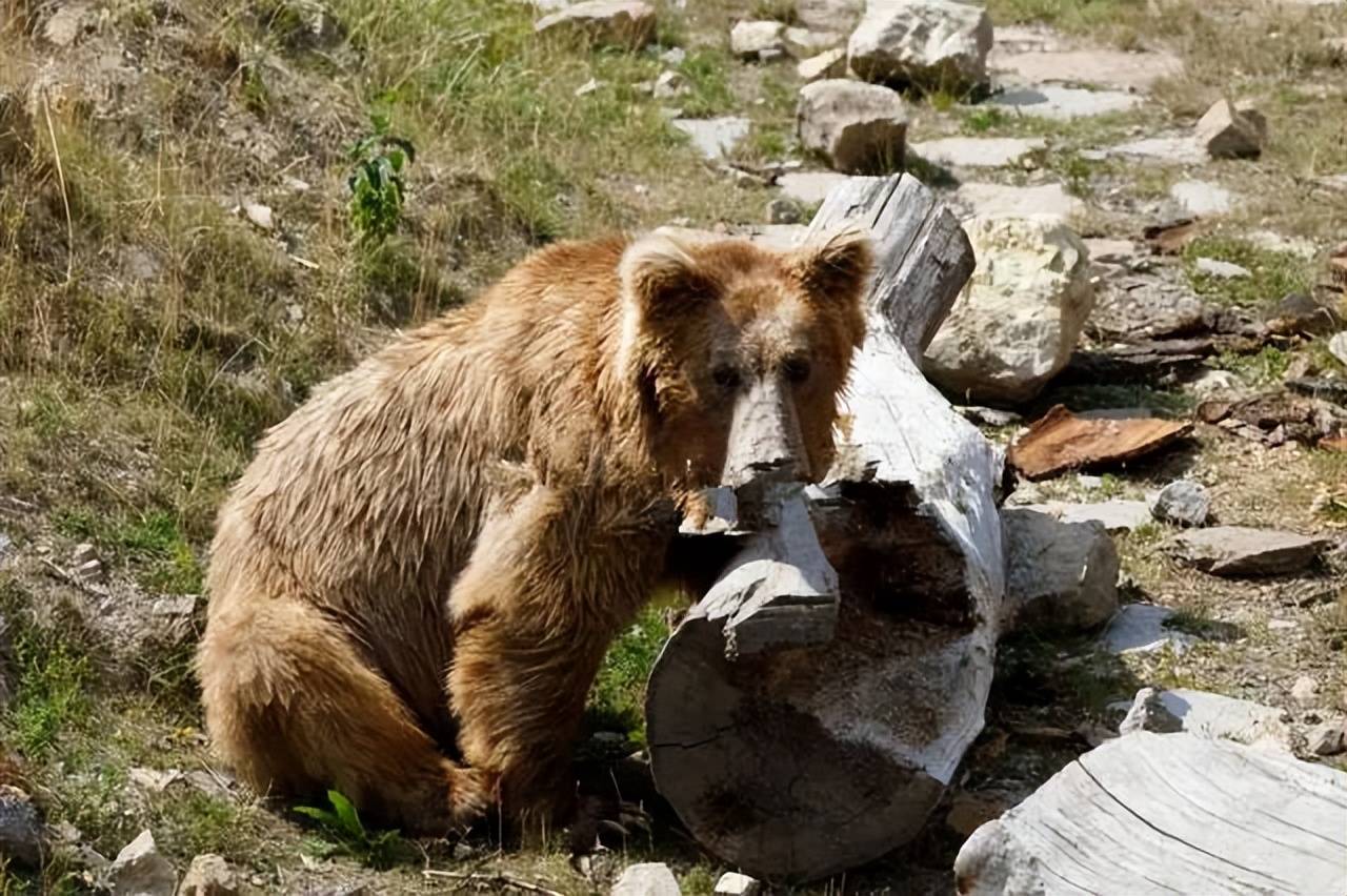 原创活活被石头砸死喜马拉雅棕熊奋力想攀上岩壁村民向它掷石头熊最后