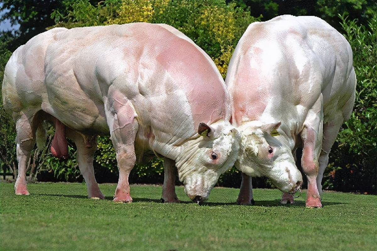 比利时蓝牛小牛犊图片
