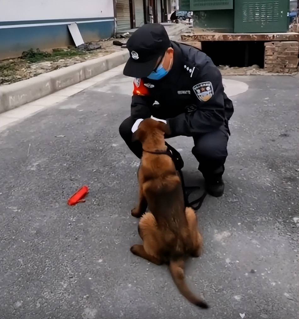 "网红警犬"巴万:流浪狗逆袭成公务员,网友:亲眼看它考上编制_叔叔