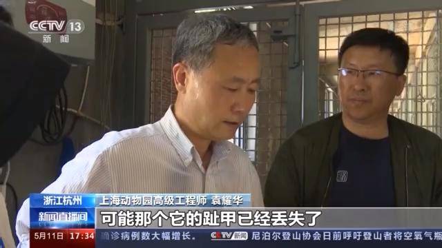 杭州野生动物世界追回的第二只金钱豹有外伤,食量增加_上海动物园