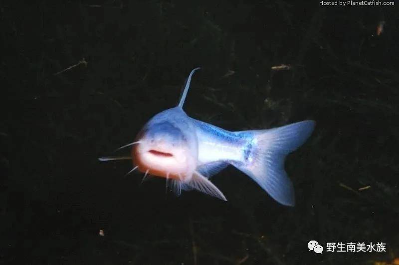 每天认识一种南美鱼5蓝鲛鲸