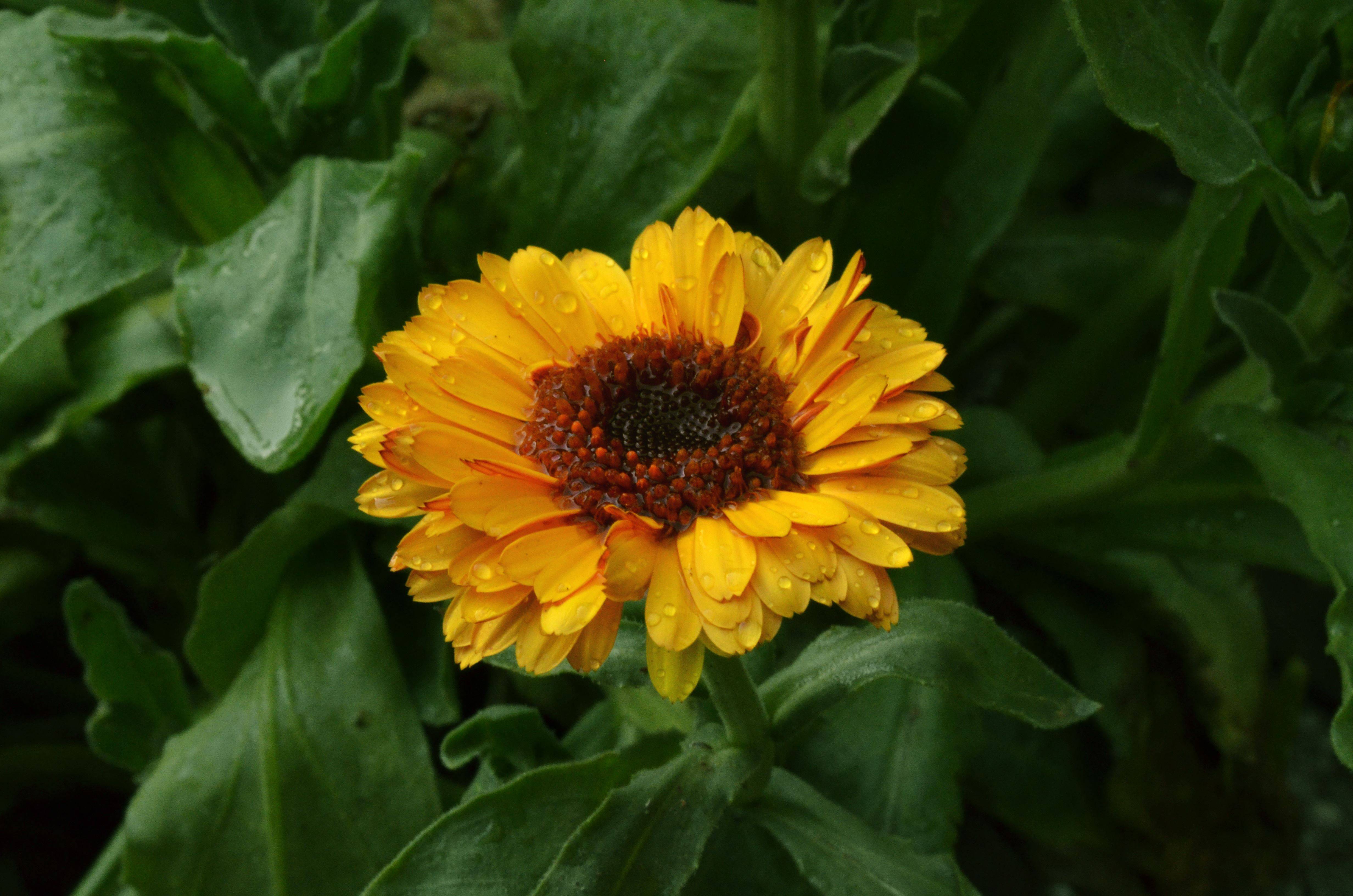 6月11日星座运势 初露锋芒 一往无前的四大星座 工作 方面 主动