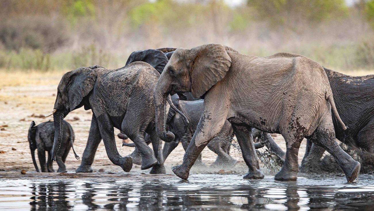 秒杀狮子老虎非洲象和亚洲象谁才是真正的陆地霸主