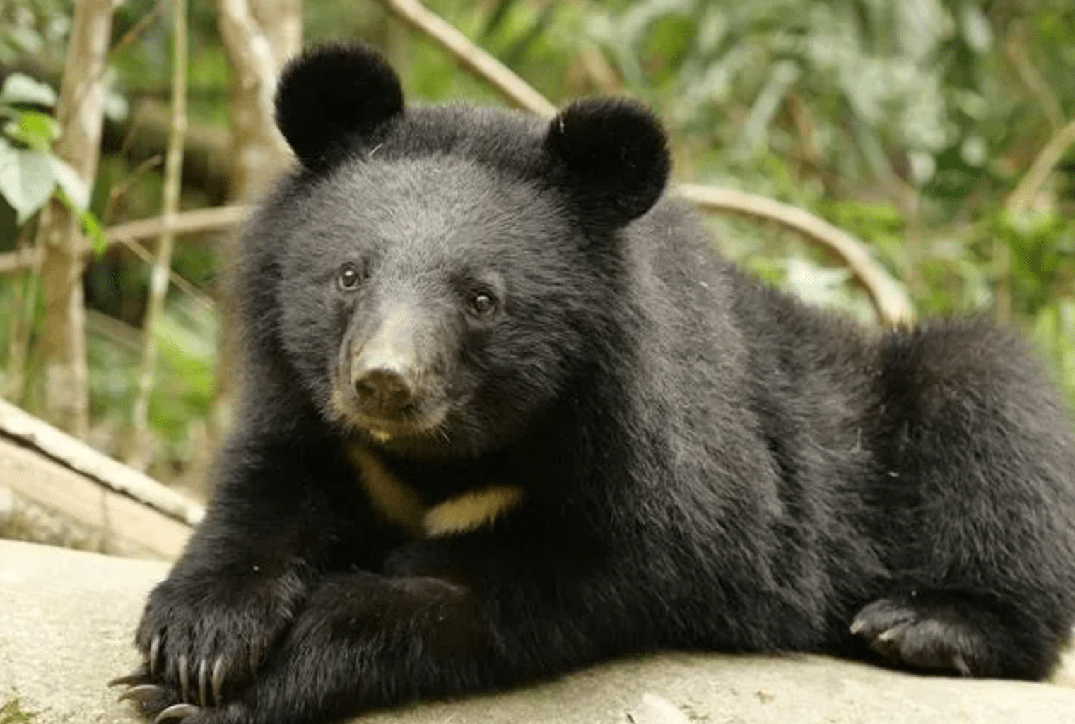 活熊取胆对熊伤害如此大难道熊胆没有替代品