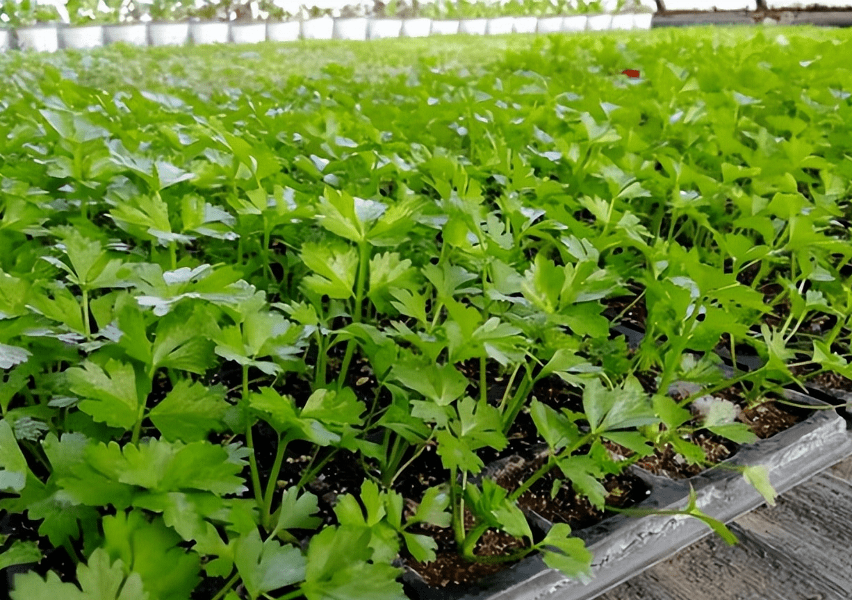 芹菜苗为什么长得很慢,如何解决?