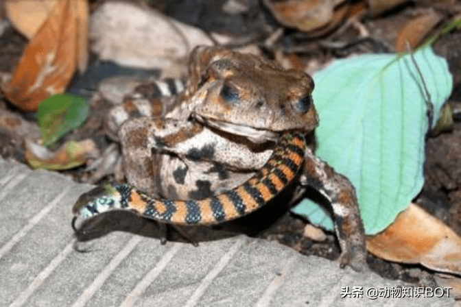 原创逆袭生吞毒蛇的蛙界暴龙食蛇蛙专吃毒蛇还能免疫蛇毒