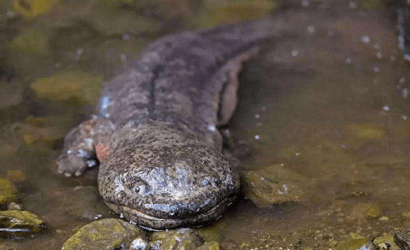 史上最强"娃娃鱼",曾虐杀霸王龙!称霸地球数万年_蝾螈_恐龙_生活