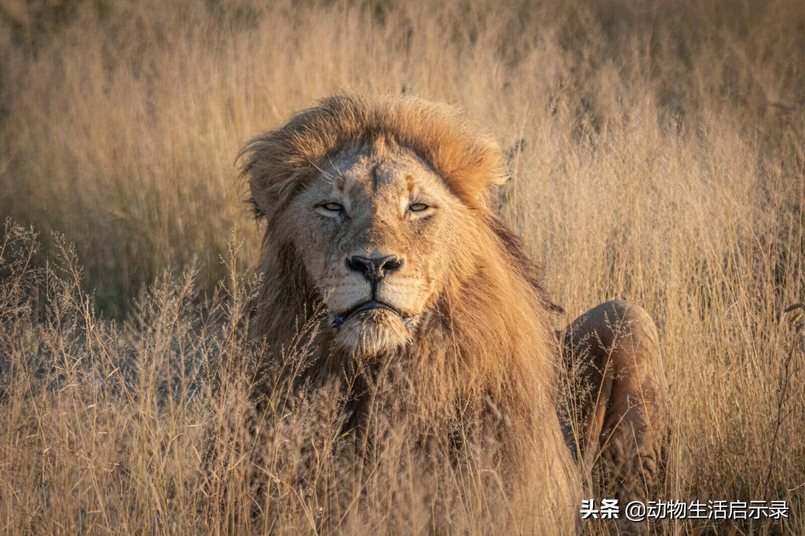 恩古渥雄狮的死亡战败于两头吉尔维雄狮生的光荣死的窝囊
