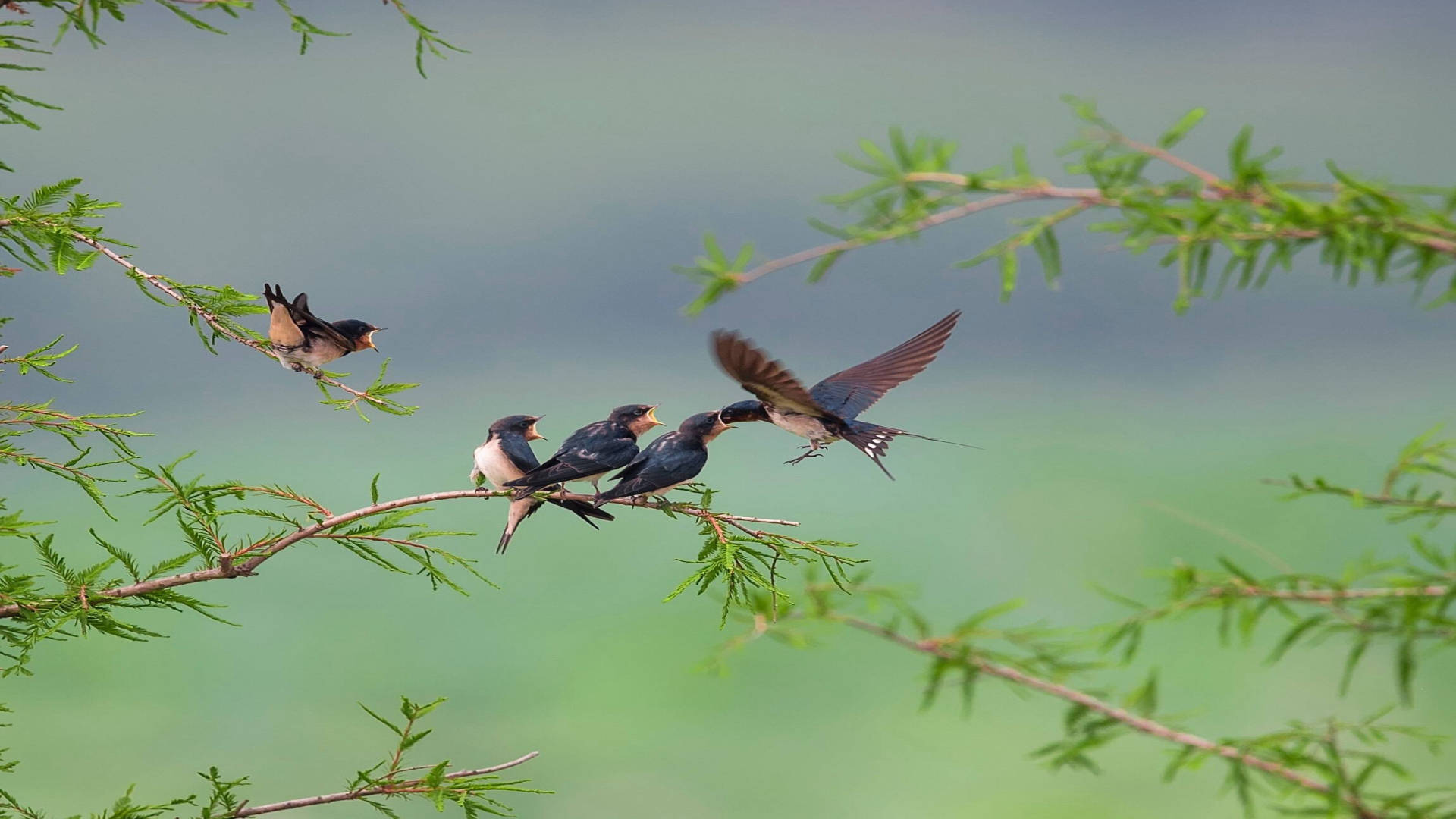 燕子喜欢和人类一起居住还会看风水挑选好人家筑巢真的吗