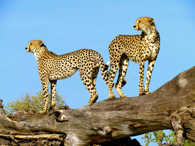 逃跑的豹子是金钱豹金钱豹属于花豹吗猎豹和花豹是什么关系