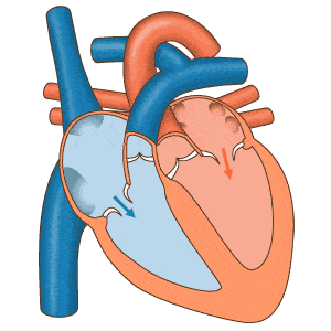12组动图，带你认识真实的心脏
