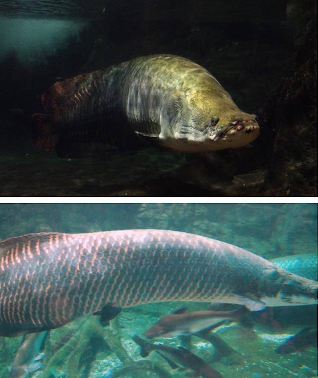 亚马逊河有5000种鱼类是大西洋的2倍比欧洲北美总数还多