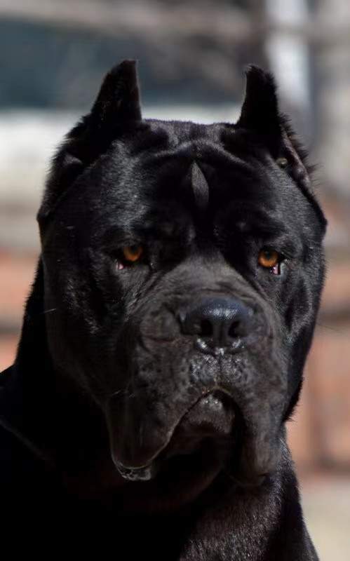 让人初见就心慌慌,再见又心喜爱的巨型猛犬,你认识多少?(三)