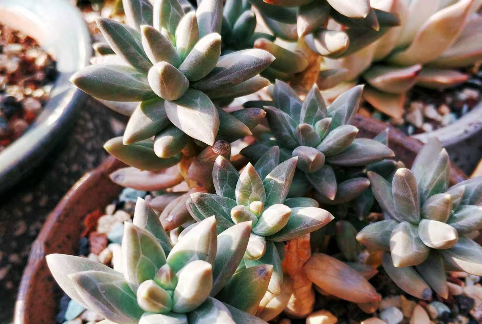 乌拉克拉兼具暗黑系和暗纹系特点的多肉有它养啥千代田之松