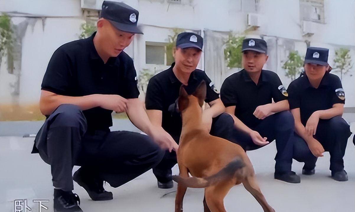 "全网最牛警犬"巴万:流浪狗逆袭公务员,网友:看它考上编制!