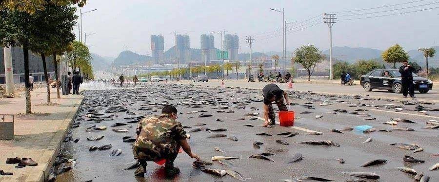 原创天上不下雨下鱼为什么天上会掉下鱼鱼雨到底怎么回事