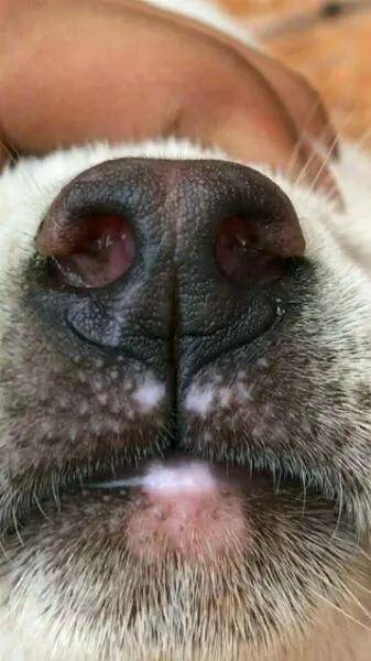 原创听说过的刀猎野猪