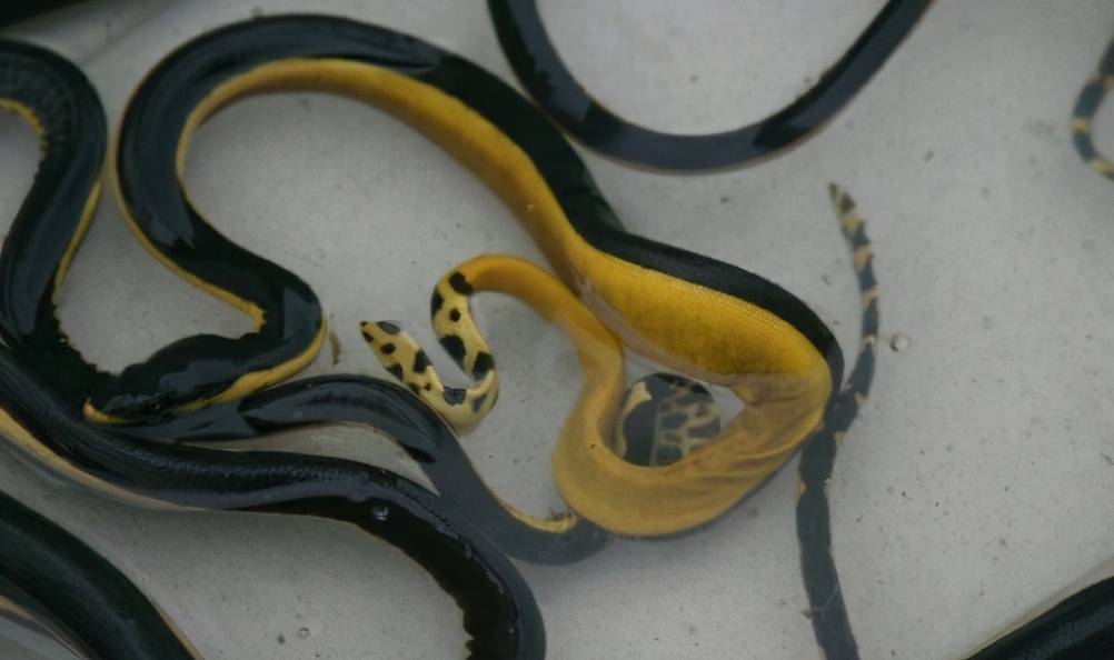 原创巴拿马不只有运河也是群蛇聚集地